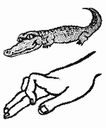 Пальчиковая гимнастика Крокодил